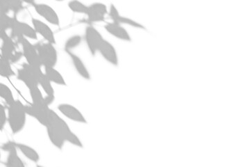 shadow overlay effects of realistic abstract natural tree leaves shadow on wall background,Summer sunlight dappled shadow overlay effect,abstract shadow background with leaves