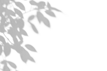 shadow overlay effects of realistic abstract natural tree leaves shadow on wall background,Summer sunlight dappled shadow overlay effect,abstract shadow background with leaves