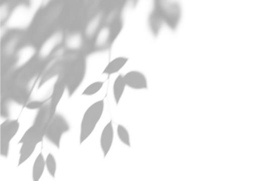  shadow overlay effects of realistic abstract natural tree leaves shadow on wall background,Summer sunlight dappled shadow overlay effect,abstract shadow background with leaves - Powered by Adobe