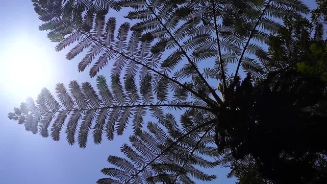 南国の美しい空と熱帯植物