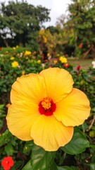 Fototapeta premium A vibrant yellow hibiscus flower stands out against a backdrop of various blossoms in a garden setting.