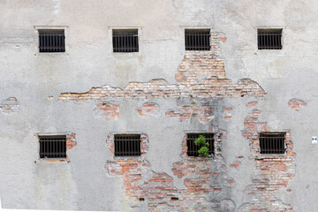 Old brick wall with bars and green plant in the foreground