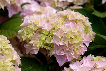 Pink and Blue Mophead Hydrangea macrophylla Endless Summer in flower.