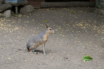 patagonian mara in the zoo