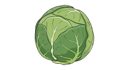 Obraz premium Isolated illustration of a fresh light green cabbage with leaf veins on a white background offering a vegetable healthy food and nutrition concept