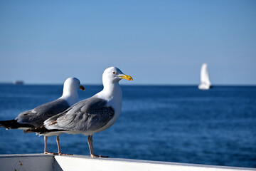 Pair of seagulls (Larinae) standing on the railing of the Sopot pier. Bird on a white balustrade with a blurred marine background.