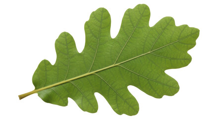 Isolated oak leaf