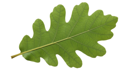 Isolated oak leaf