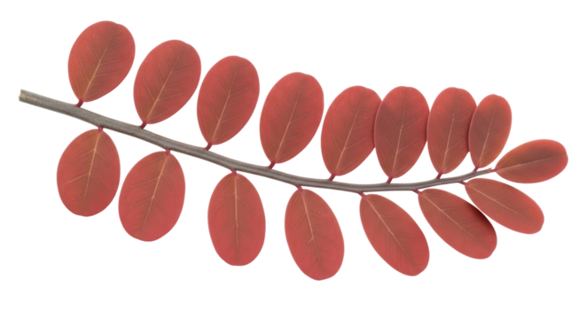 Isolated Red Leaf Branch