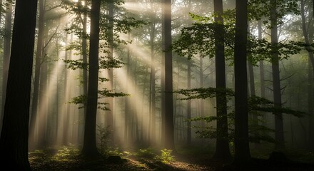 Obraz premium Sunlight streams through the trees, creating a serene forest ambiance with Whisk_bb5a087bd5.jpg