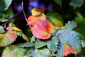 red and yellow leaves