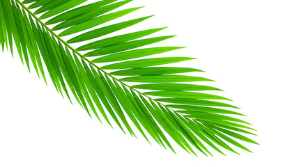 Obraz premium A close-up view of a vibrant green palm leaf, perfect for tropical and nature-themed projects transparent background