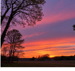 sunset in the forest