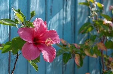 Vibrant pink hibiscus against a light blue wooden fence