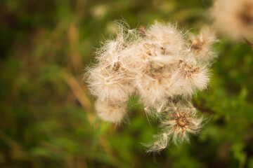 Close-up of fluffy dandelion seeds in nature