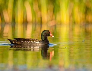 Waterfowl glides on tranquil water