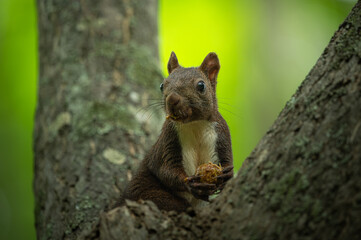A Cute Eurasian Red Squirrel Eating a Nut in a Tree