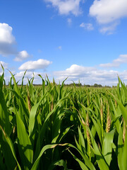 Obraz premium Lush green cornfield under a blue sky with scattered clouds