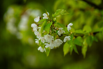 white flowers on green background