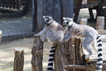 ring tailed lemur sitting