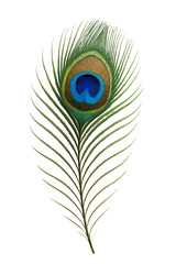 Obraz premium Peacock feather. Ornament. Nature. Decoration. Beauty.