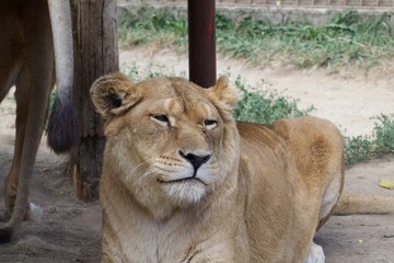 lioness resting, femele lion