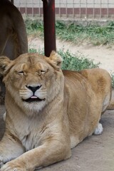 lioness resting, femele lion