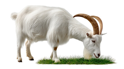 Obraz premium Goat Grazing on Fresh Grass: A solitary white goat, with its distinctive curved horns, grazes contentedly on a patch of fresh, vibrant green grass.