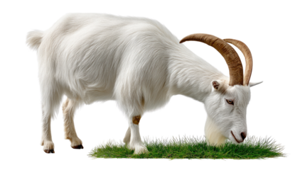 Goat Grazing on Fresh Grass: A solitary white goat, with its distinctive curved horns, grazes contentedly on a patch of fresh, vibrant green grass.