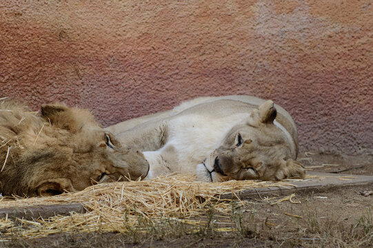 Two sleeping and resting Lions side by side enclosed