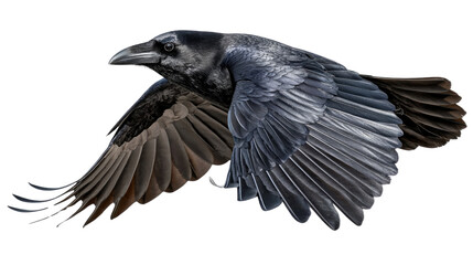 Fototapeta premium Raven in Flight: A majestic raven soars gracefully, its dark plumage contrasting with the sky, symbolizing freedom and intelligence.