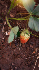 Strawberry Growing in Soil from home Garden &ndash; Early Ripening Stage