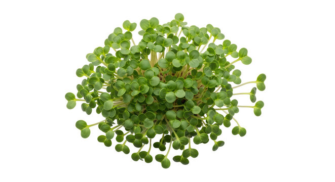 Isolated Fresh Arugula Sprouts