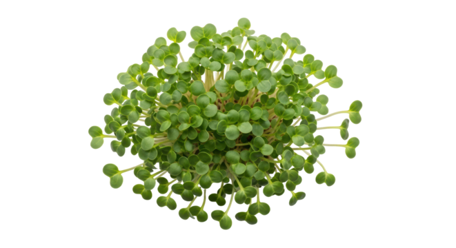 Isolated Fresh Arugula Sprouts