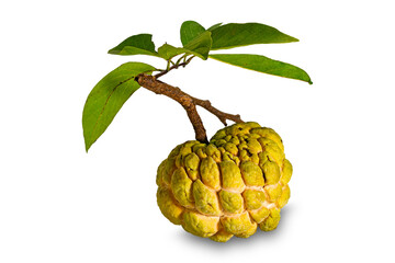Single ripe sweet custard apple with stalk and green leaves isolated on white background with clipping path.