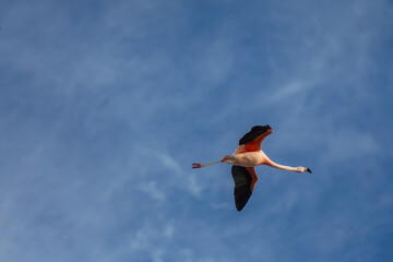 Flamingo