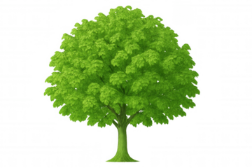 Green deciduous tree with dense foliage isolated on a transparent background, perfect for architectural visualizations or environmental projects