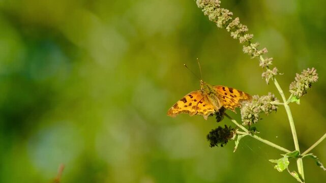 Close-up macro video of a comma butterfly (Polygonia) resting peacefully with spread wings on an inflorescence in the golden hour