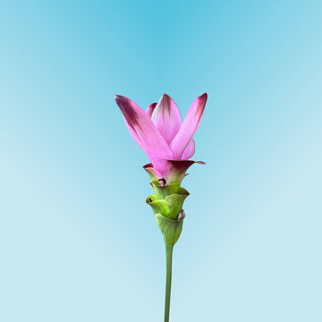 Curcuma ornamentale - Curcuma alismatifolia