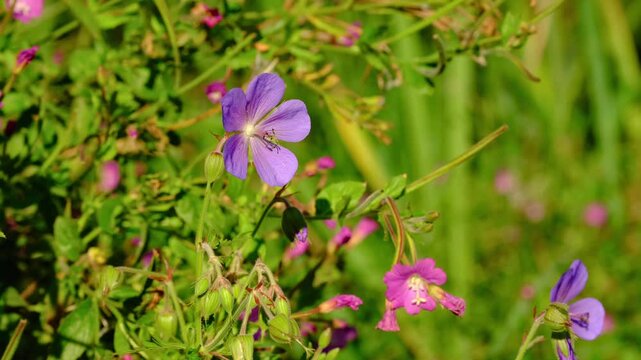 Close-up video of a bee collecting pollen on a meadow crane's-bill (Geranium pratense) flower during golden hour