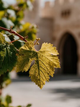 Scenic Tuscan landscape with vineyards, cypress trees and rolling hills. Authentic Italian countryside with wheat fields, olive trees and Mediterranean nature