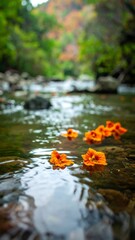 Orange blossoms floating on a clear stream