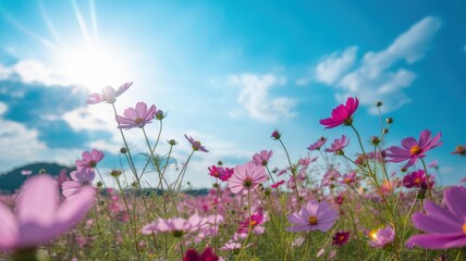 Vibrant pink cosmos flowers bloom under a bright sunny sky with fluffy white clouds on a beautiful summer day