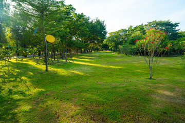 Green city public park meadow grass with tree sunny day