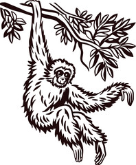 Fototapeta premium Gibbon monkey swinging from tree branch in vintage engraved drawing isolated on white background