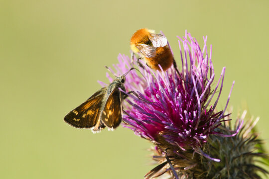 bumblebee on thistleYes, bumblebee and butterfly can be on the same flower because both are pollinators that feed on the nectar of flowers and, in doing so, help to transport pollen.