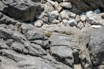 A crab between grey rocks