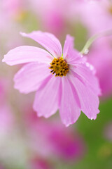 雨上がりのコスモス