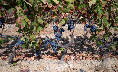 Fototapeta premium Ripe grapes hanging on vineyard rows during harvest season in summer sunlight