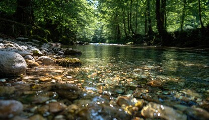 Crystal clear river flowing through a lush green forest